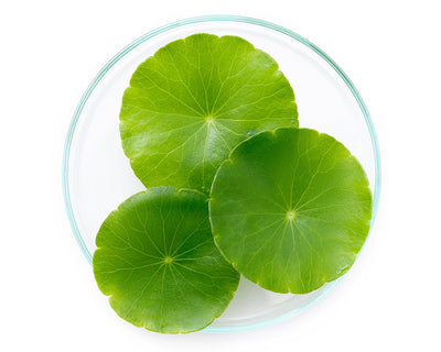 Centella Asiatica