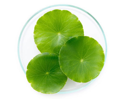 Centella Asiatica