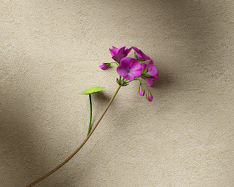 Geranium