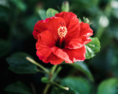 Hibiscus