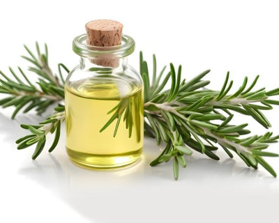 Rosemary Extract