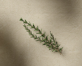 Rosemary Extract