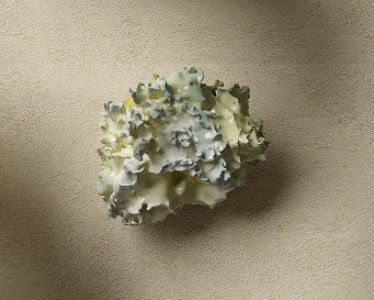 Silver Ear Mushroom