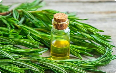 Rosemary