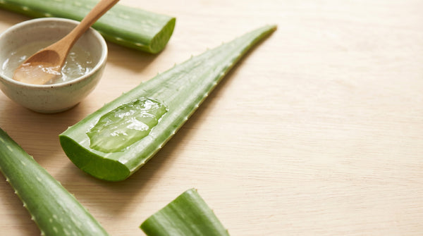 Aloe Vera for Skin Benefits