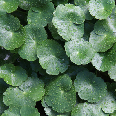 Centella Asiatica