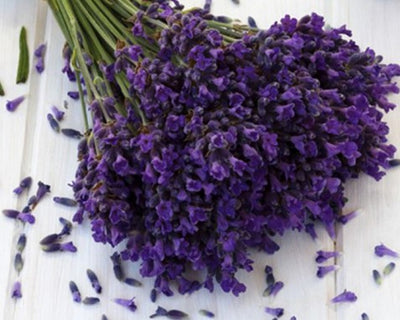 Lavender Oil