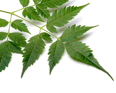 Neem Leaf Extract