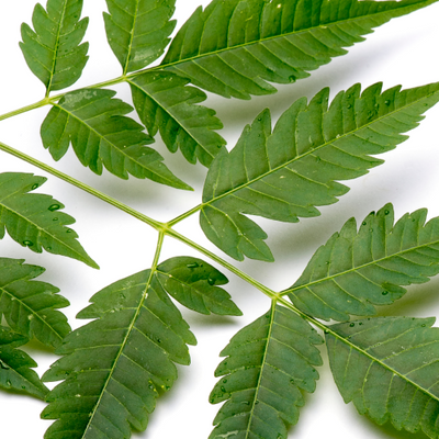 Neem Leaf Extract