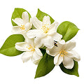 White Jasmine
